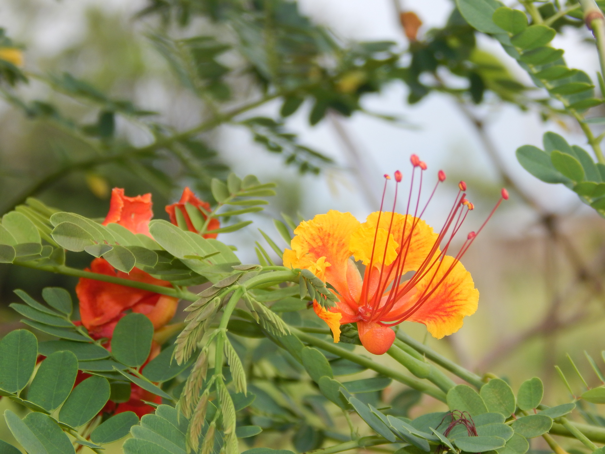 Caesalpinia pulcherrima