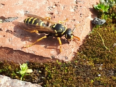 Polistes dominula