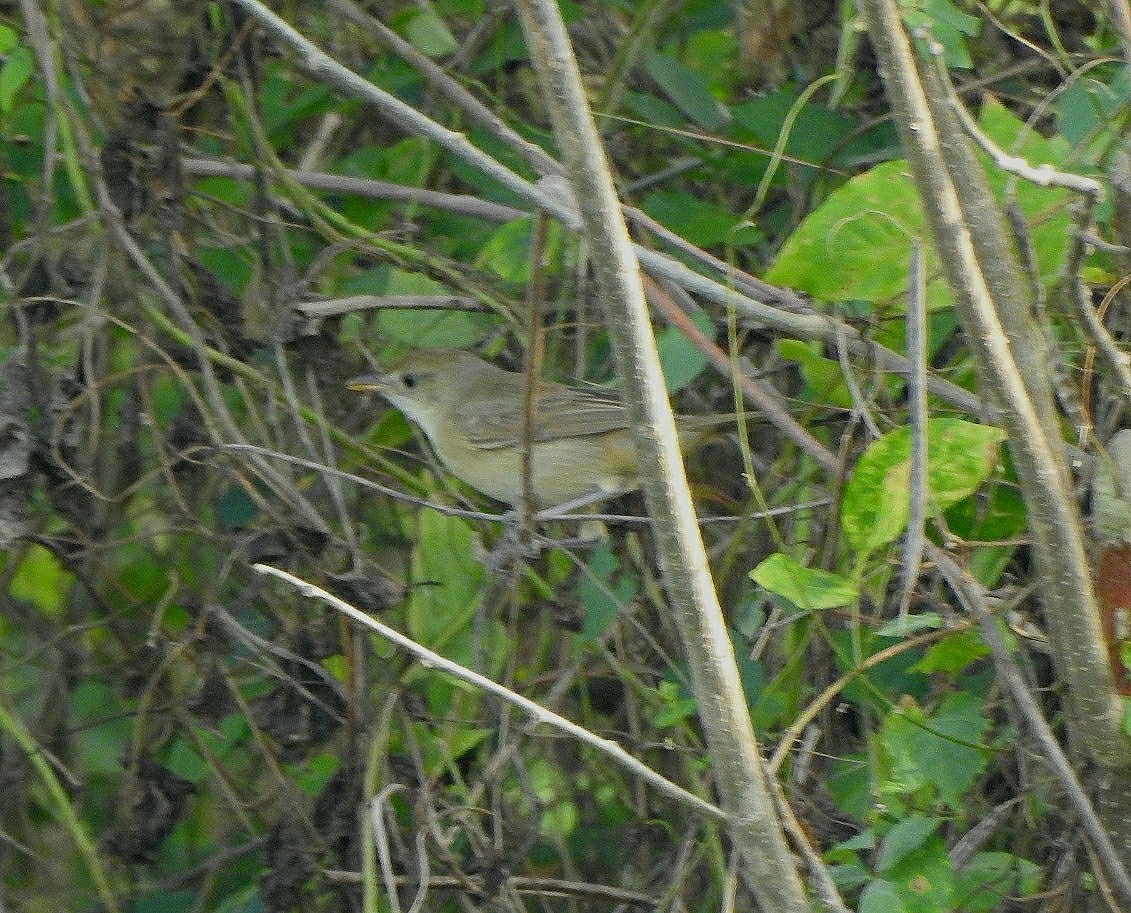 Thick-billed Warbler