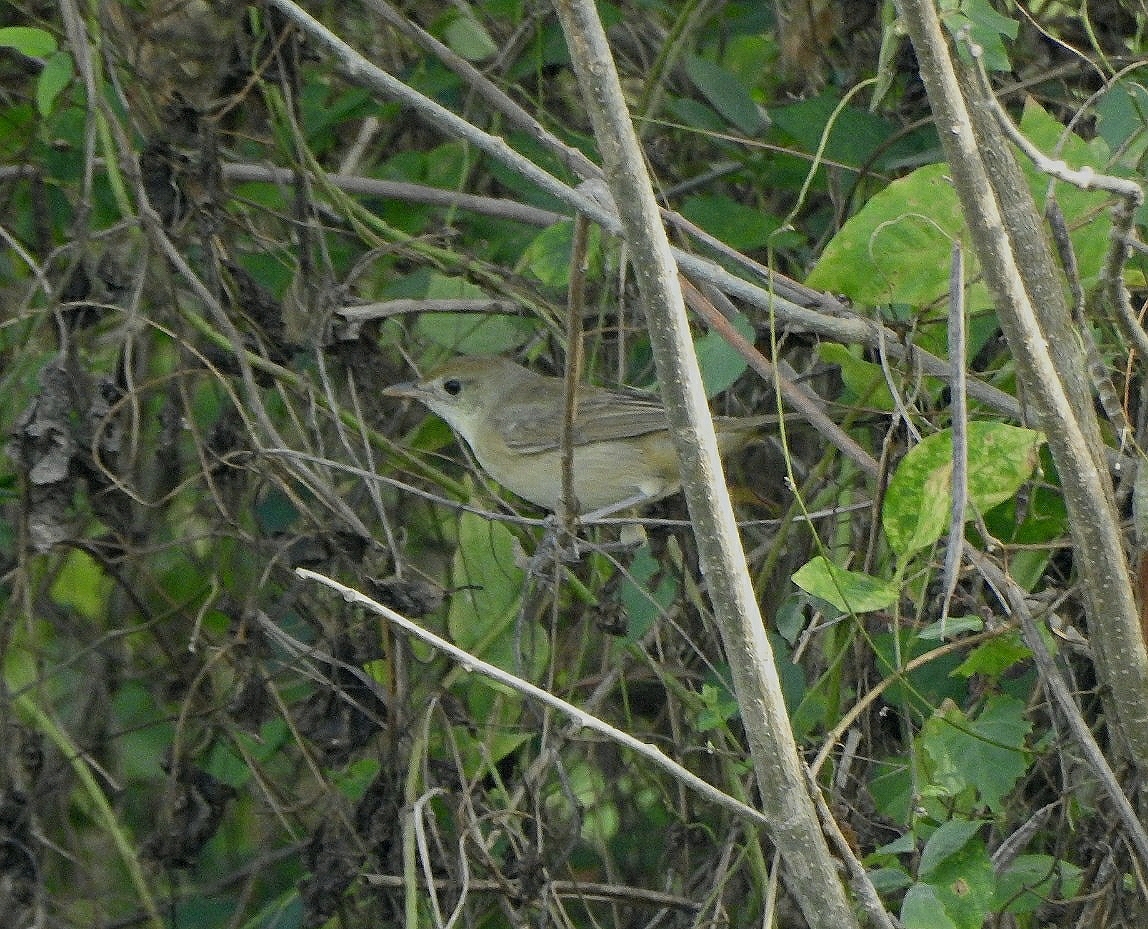 Thick-billed Warbler
