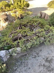 Juniperus procumbens