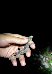 Cyrtodactylus cayuensis