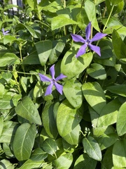 Vinca major