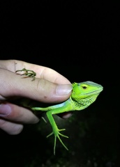 Calotes medogensis