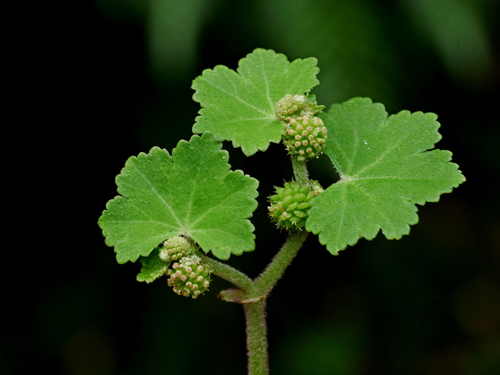 Hydrocotyle nepalensis