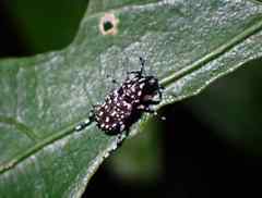 Physopterus pardalis
