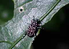 Physopterus pardalis