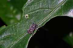 Physopterus pardalis