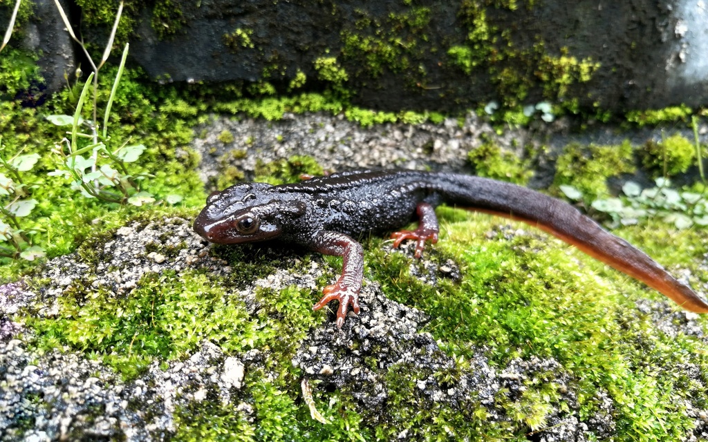 Panwa Crocodile Newt