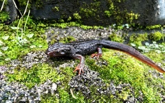 Tylototriton verrucosus