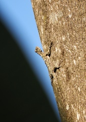 Draco blanfordii