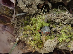 Streblotrichum enderesii
