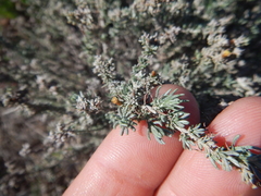 Helichrysum asperum asperum