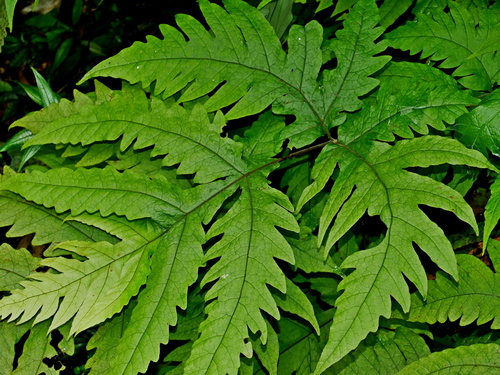 Tectaria griffithii (Tectaria griffithii)