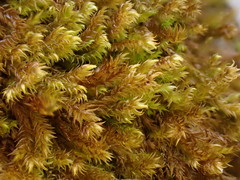 Hygrohypnum luridum