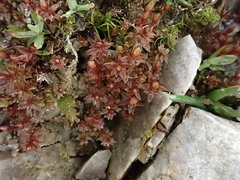 Ptychostomum pallens