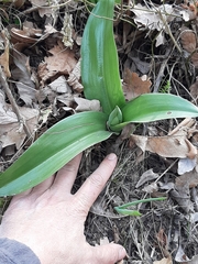 Himantoglossum robertianum