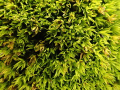 Hydrogonium croceum