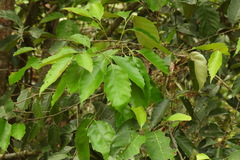 Castanopsis formosana