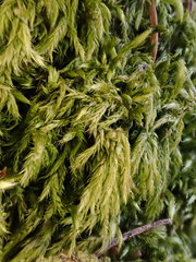 Brachythecium tommasinii