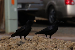 Corvus brachyrhynchos