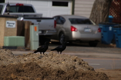Corvus brachyrhynchos