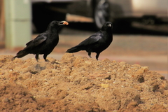 Corvus brachyrhynchos