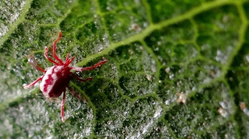Balaustium leanderi