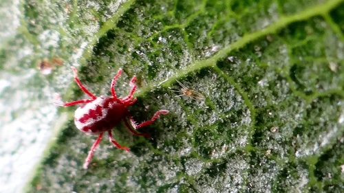 Balaustium leanderi