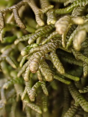 Porella arboris-vitae