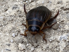 Dytiscus marginalis