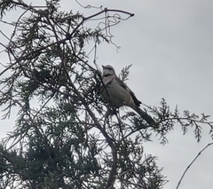 Mimus polyglottos