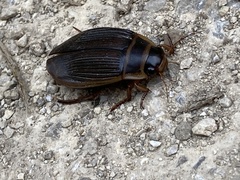 Dytiscus marginalis