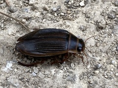 Dytiscus marginalis