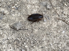 Dytiscus marginalis