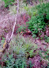 Dyckia encholirioides