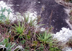 Dyckia encholirioides