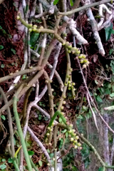 Rhipsalis grandiflora
