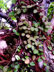 Codonanthe devosiana