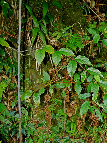 Image of Uncaria rhynchophylla by (c) Jacy Chen, some rights reserved (CC BY)