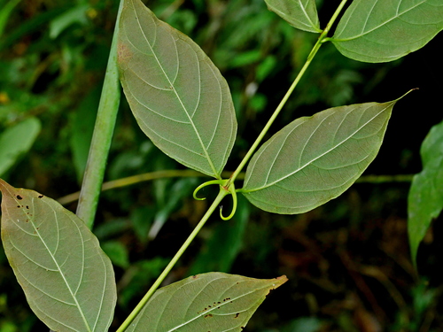 Image of Uncaria rhynchophylla by (c) Jacy Chen, some rights reserved (CC BY)