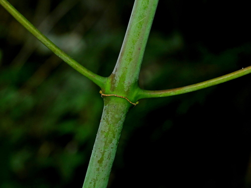 Image of Uncaria rhynchophylla by (c) Jacy Chen, some rights reserved (CC BY)