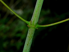 Uncaria rhynchophylla, photograph Jacy Chen, CC BY, iNaturalist via GBIF