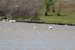 Pelecanus erythrorhynchos