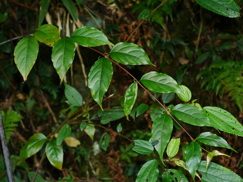 Image of Uncaria rhynchophylla by (c) Jacy Chen, some rights reserved (CC BY)