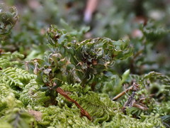 Mnium spinosum