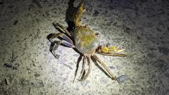 Nanhaipotamon formosanum