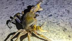 Nanhaipotamon formosanum