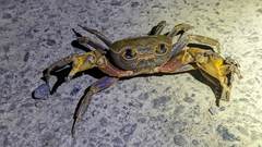 Nanhaipotamon formosanum