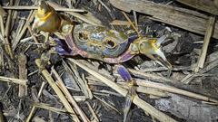 Nanhaipotamon formosanum